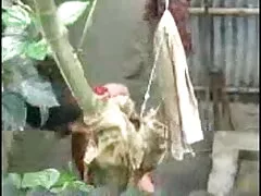 পোঁদ এশিয়ান বাংলাদেশী থ্রি এক্স বিএফ